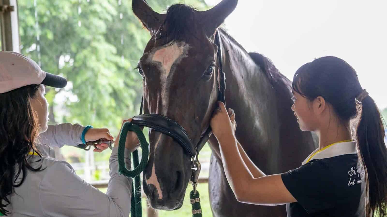 A woman standing next to a brown horse