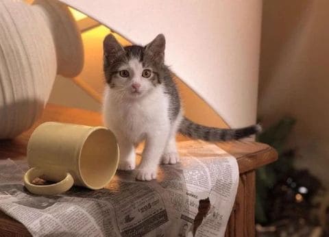 The Real Reason Cats Knock Things Off Tables