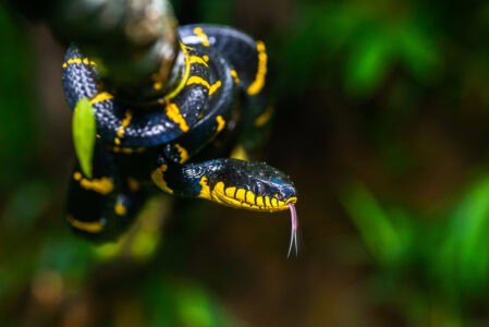 10 Things That Make a Great Snake Habitat &mdash; And 3 That Destroy It