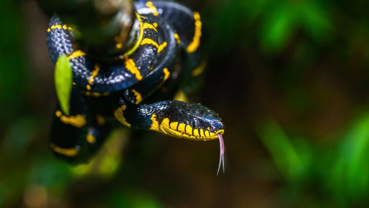 10 Things That Make a Great Snake Habitat — And 3 That Destroy It