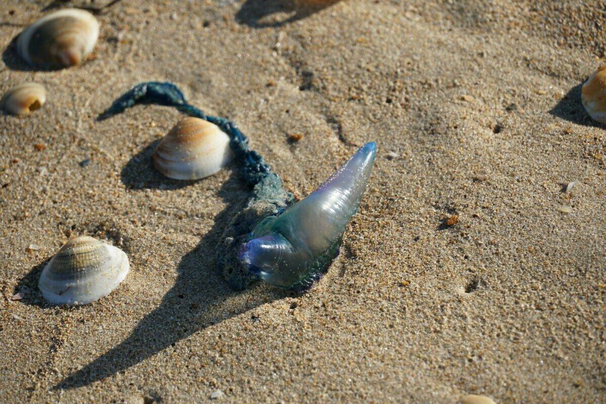 a bottle that is sitting in the sand