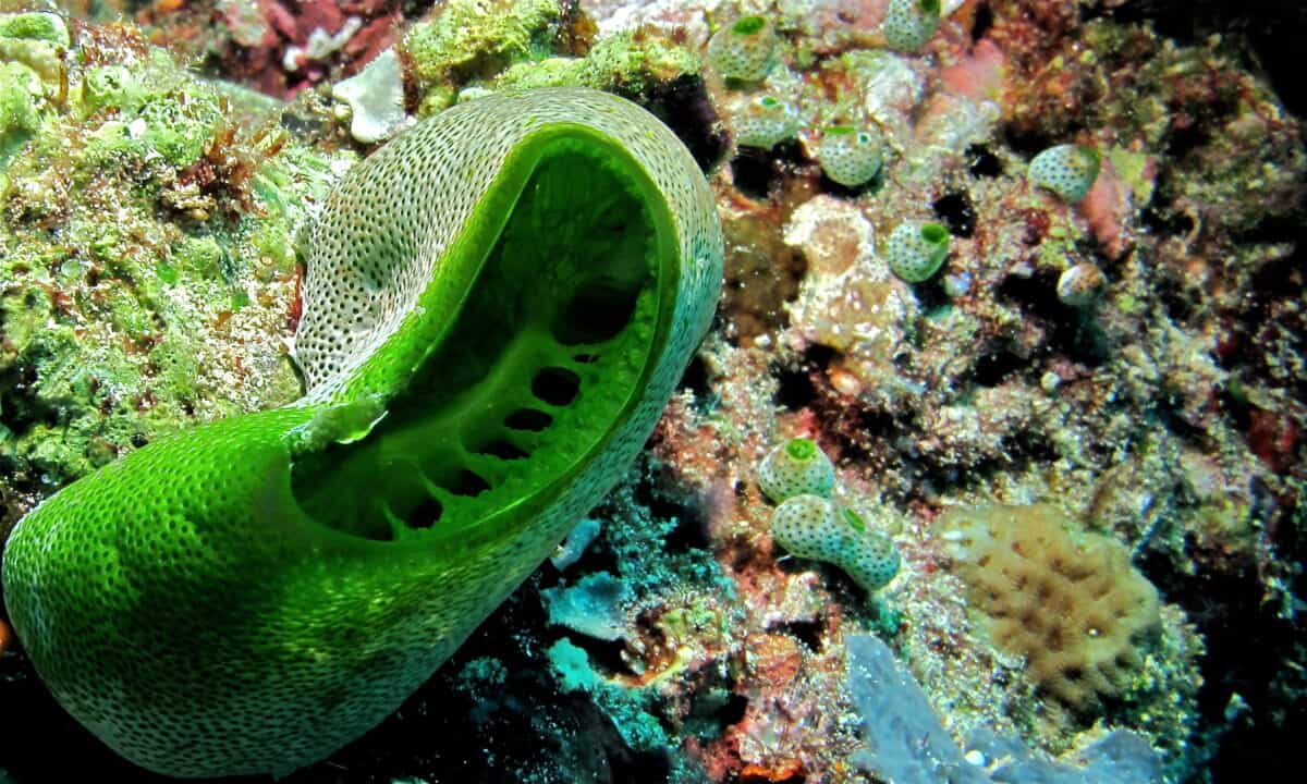 sea squirt