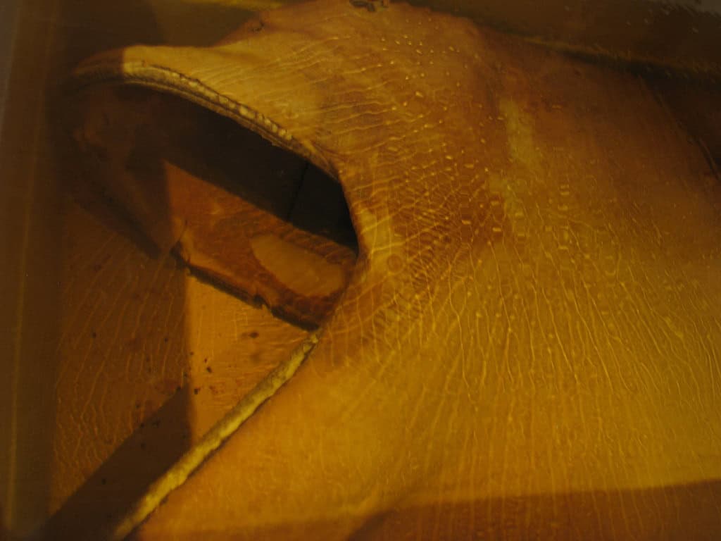 megamouth shark