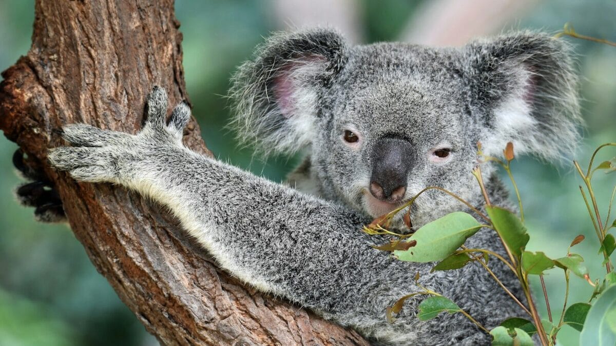koala on tree