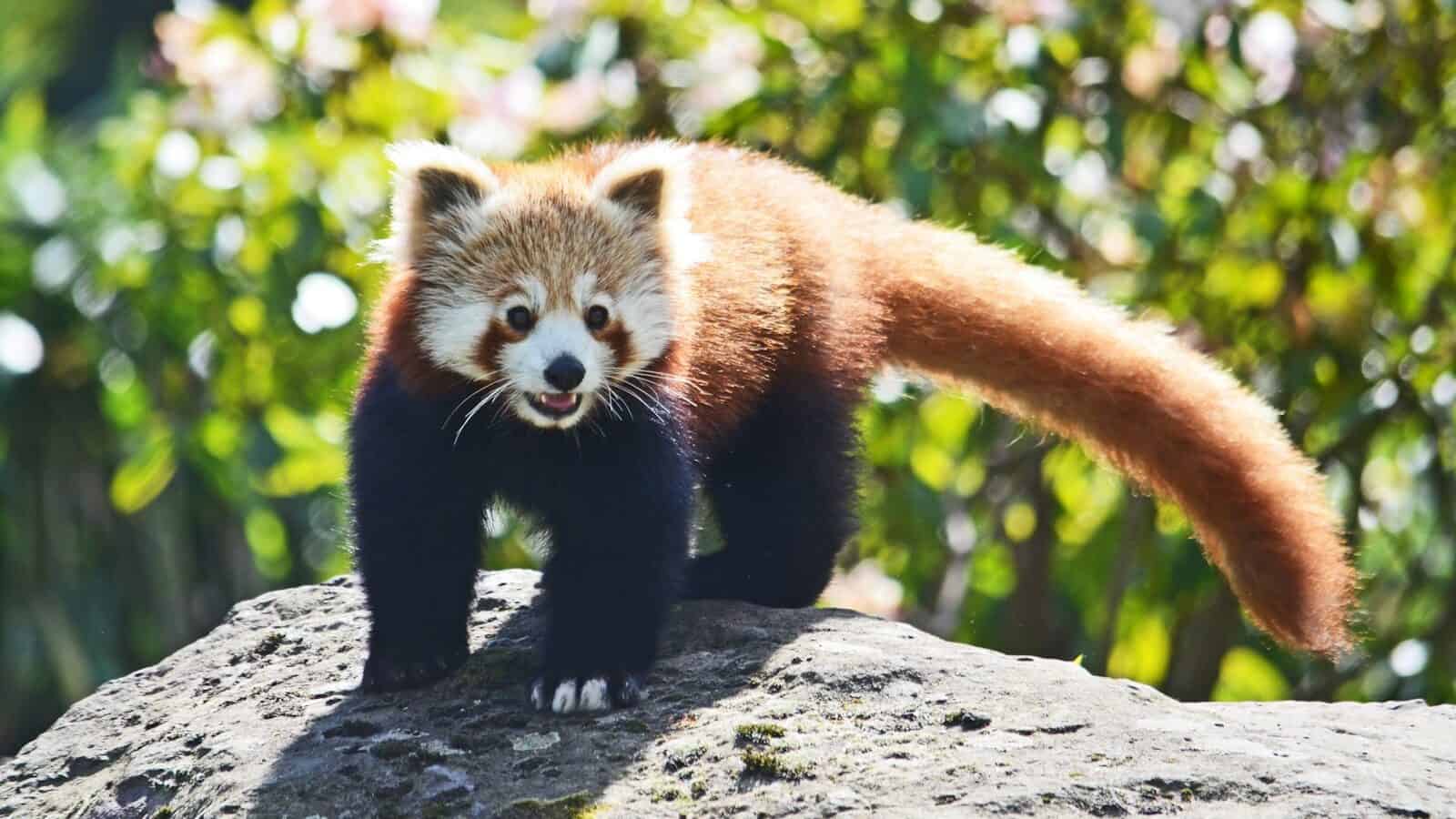 a red panda cub walking on a rock