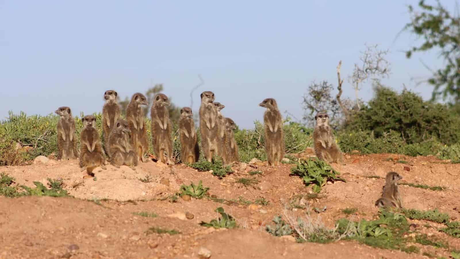 a group of meerkats standing on a dirt hill