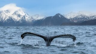 The Ocean Giants You'll See on an Alaska Cruise