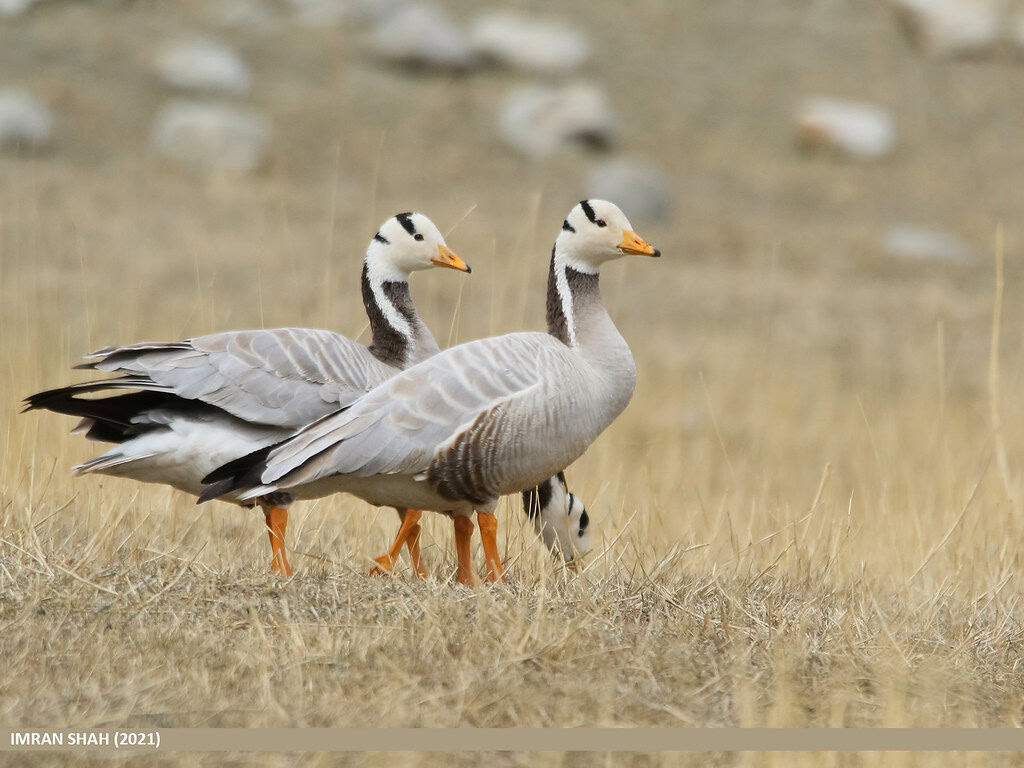 bar-headed goose