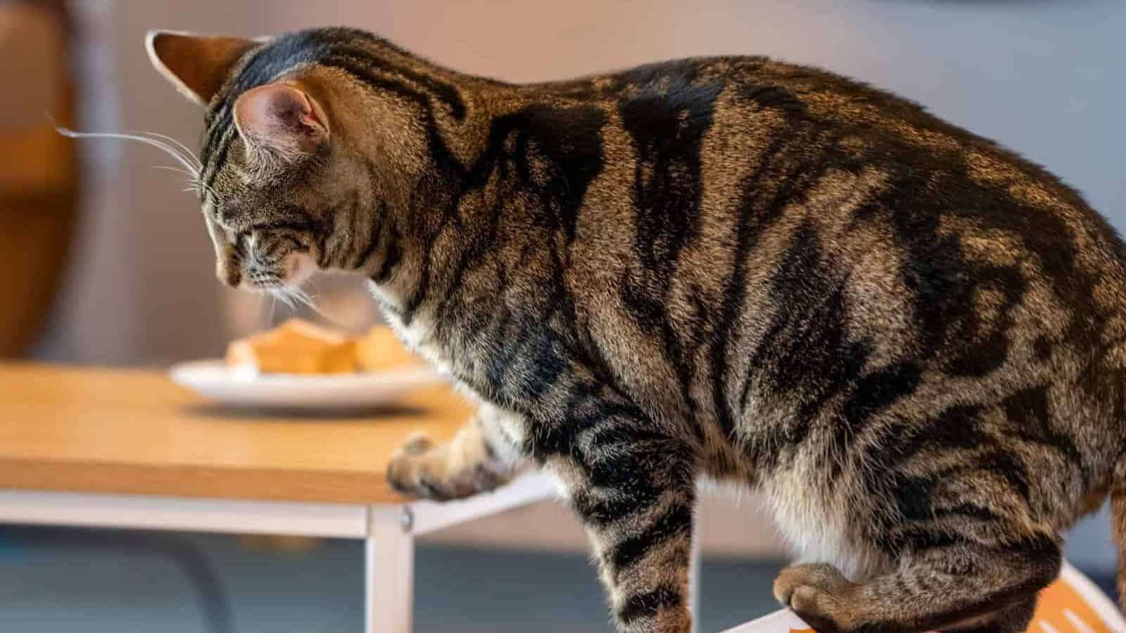 A tabby cat is poised on a table.