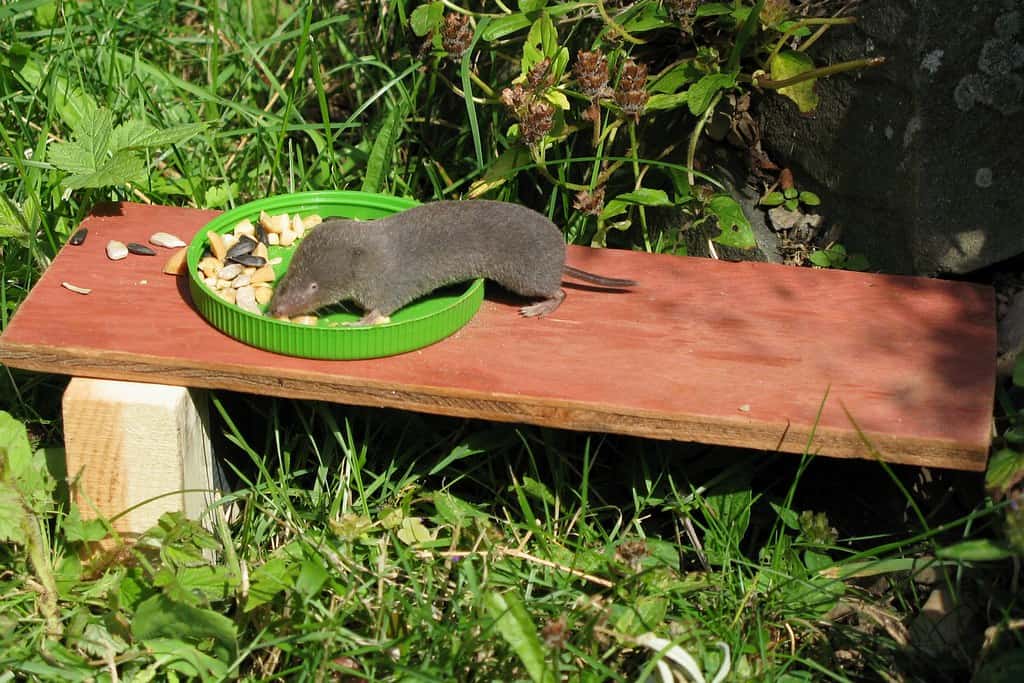 Short-tailed Shrew