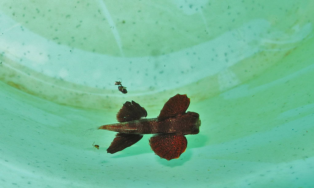 Flying Fish (Exocoetidae)