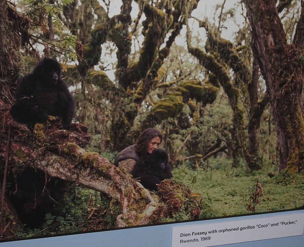 Dian Fossey