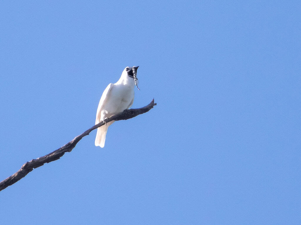 white bellbird