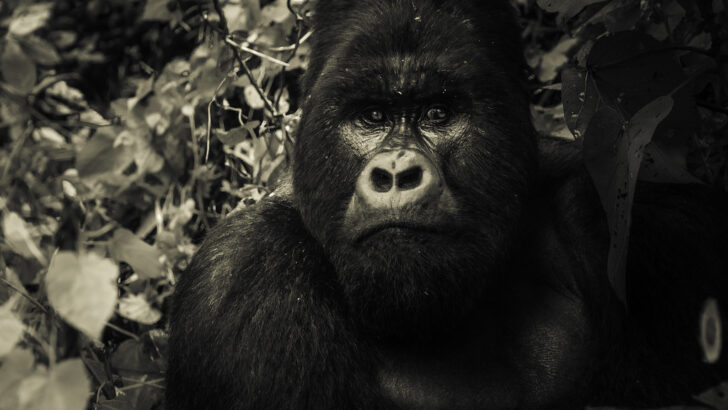 The Tragedy That Made Harambe a Cultural Icon