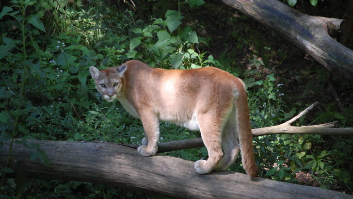 What’s Hiding in the Forests of the Pacific Northwest
