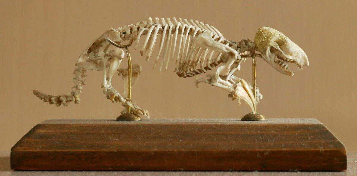Marsupial Mole skeleton