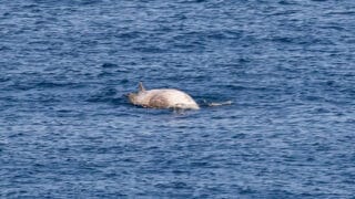 Cuvier's Beaked Whale