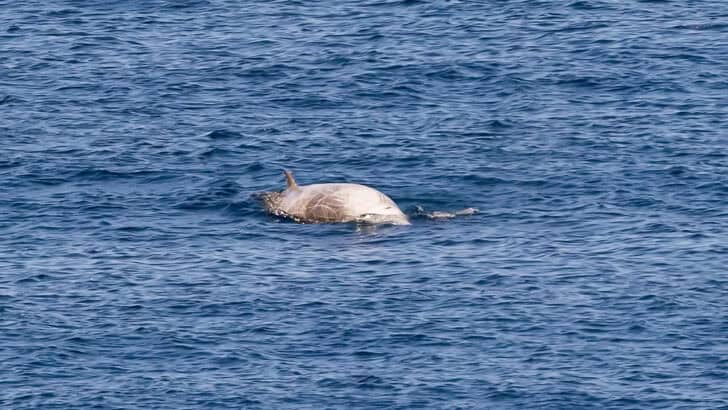 The Deepest-Diving Whale Can Hold Its Breath for Over 2 Hours