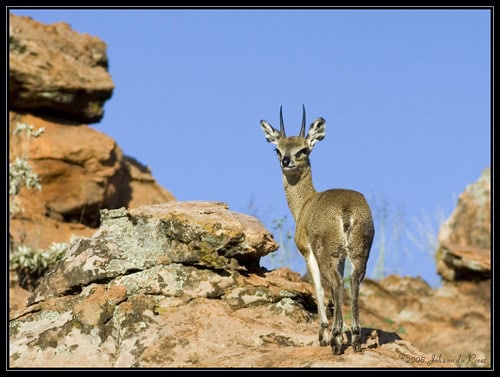 klipspringer antelope