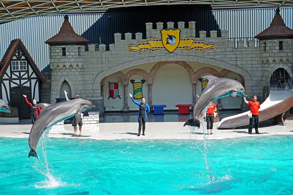 Dolphin Show