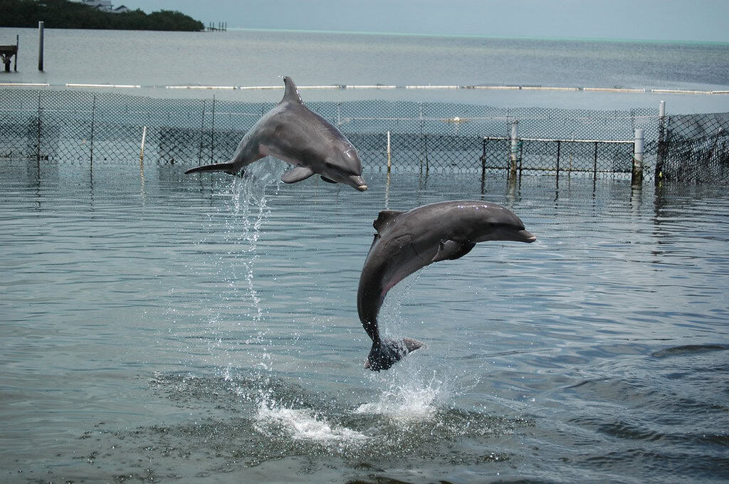 Dolphin Show