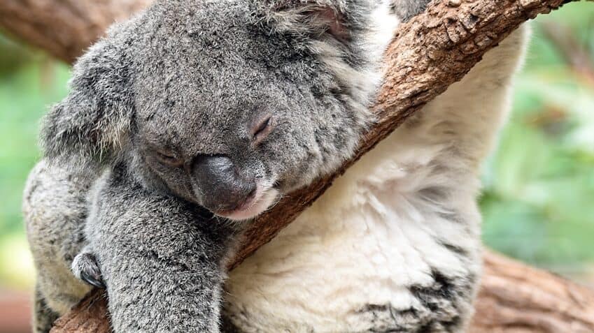 koala on bough