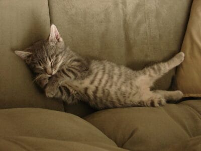 11 Sounds That Soothe Cats &mdash; And 5 That Scare Them