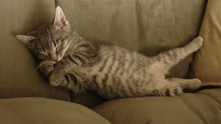 11 Sounds That Soothe Cats &mdash; And 5 That Scare Them
