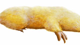 Marsupial Mole
