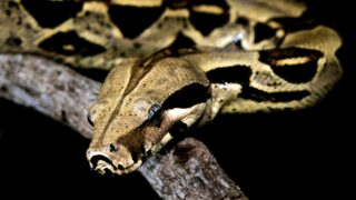 A close-up look at a boa constrictor.