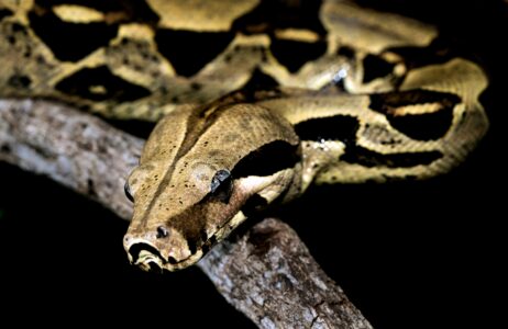 Boa Constrictor Found Beneath a Drive-Thru in North Carolina