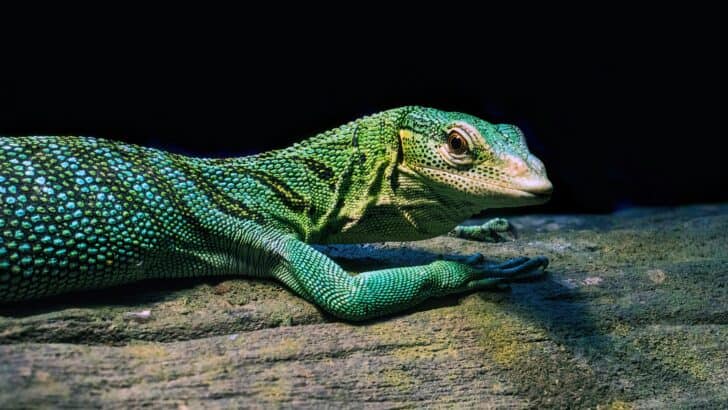 Giant Lizard Found Crawling in Georgia Garage