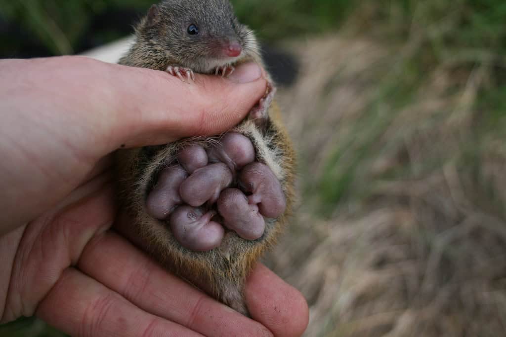 Antechinus