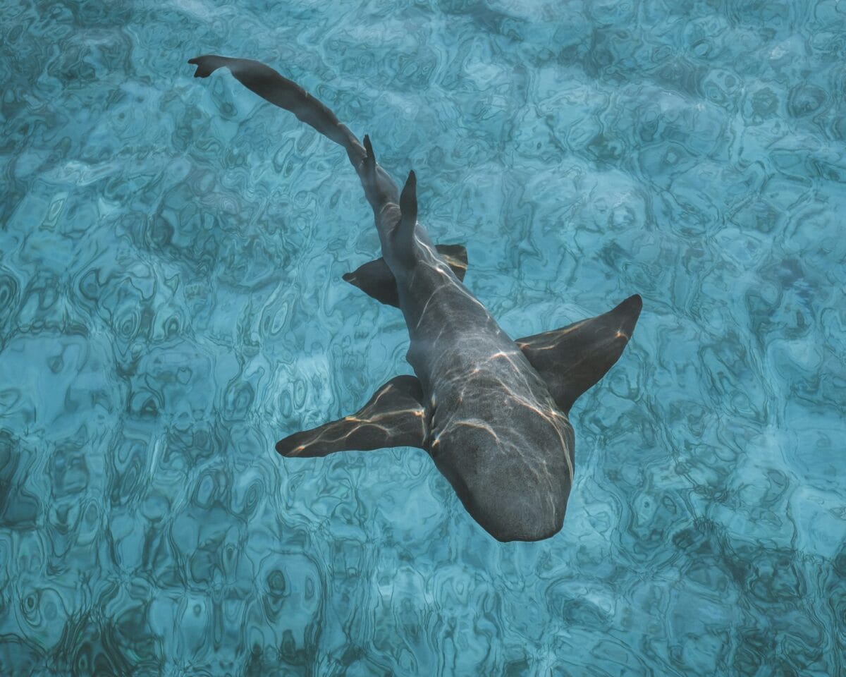 Shark on body of water