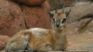 Klipspringer antelope