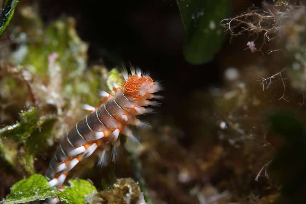 Bristle worm