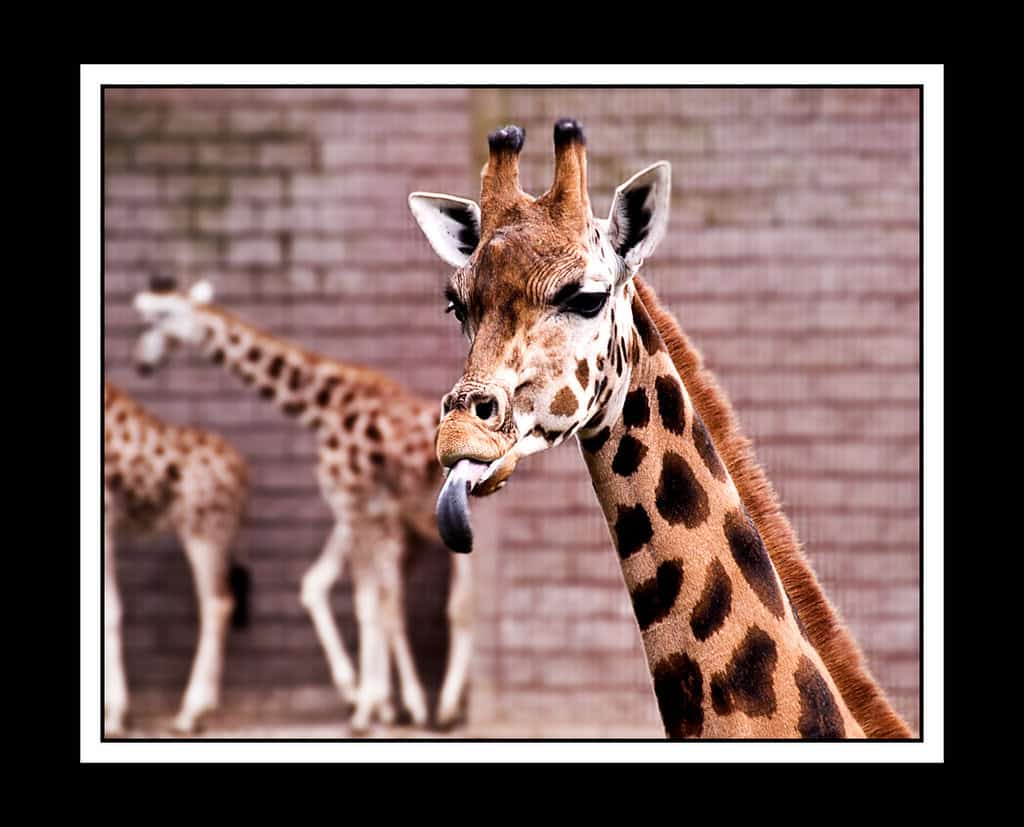 Giraffe tongue