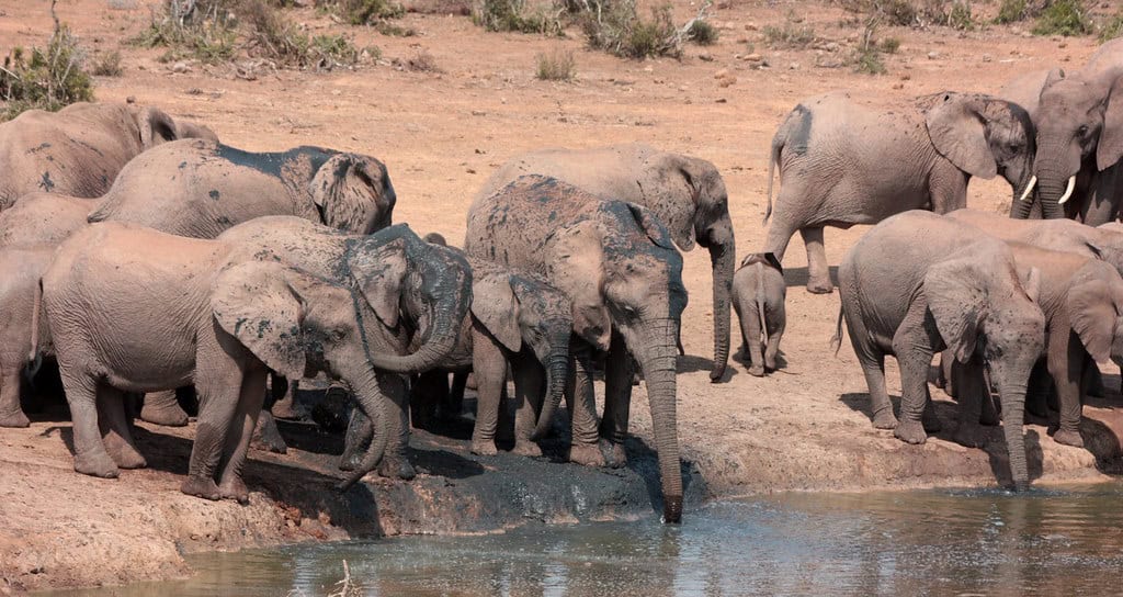 Elephant herd