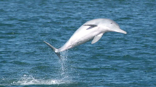 Indo-Pacific humpback dolphin