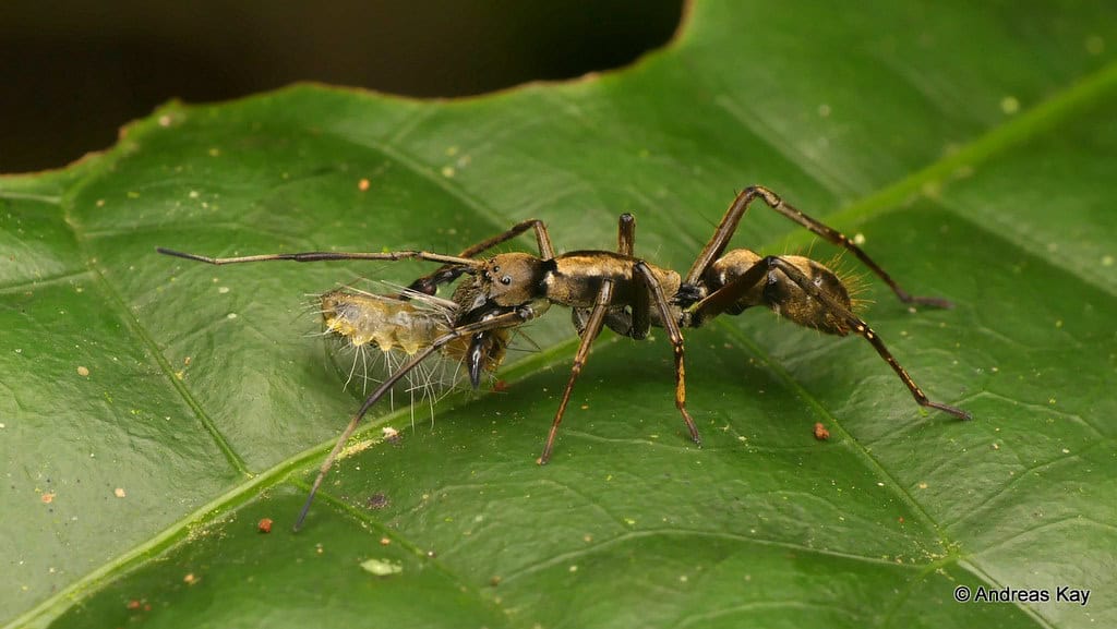 Ant-Mimicking Spider