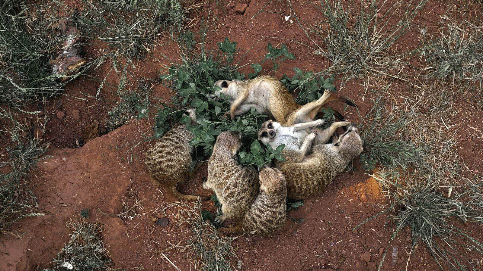 a group of animals lying on the ground