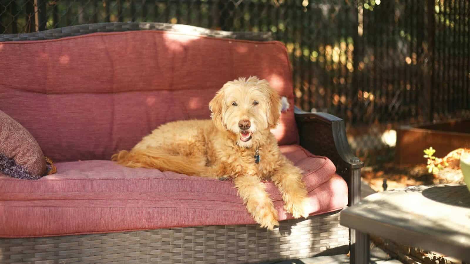 a dog lying on a couch