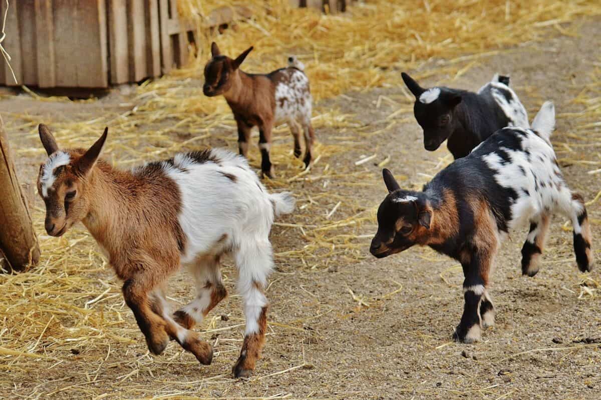 Goats: Natural Comedians with Serious Smarts