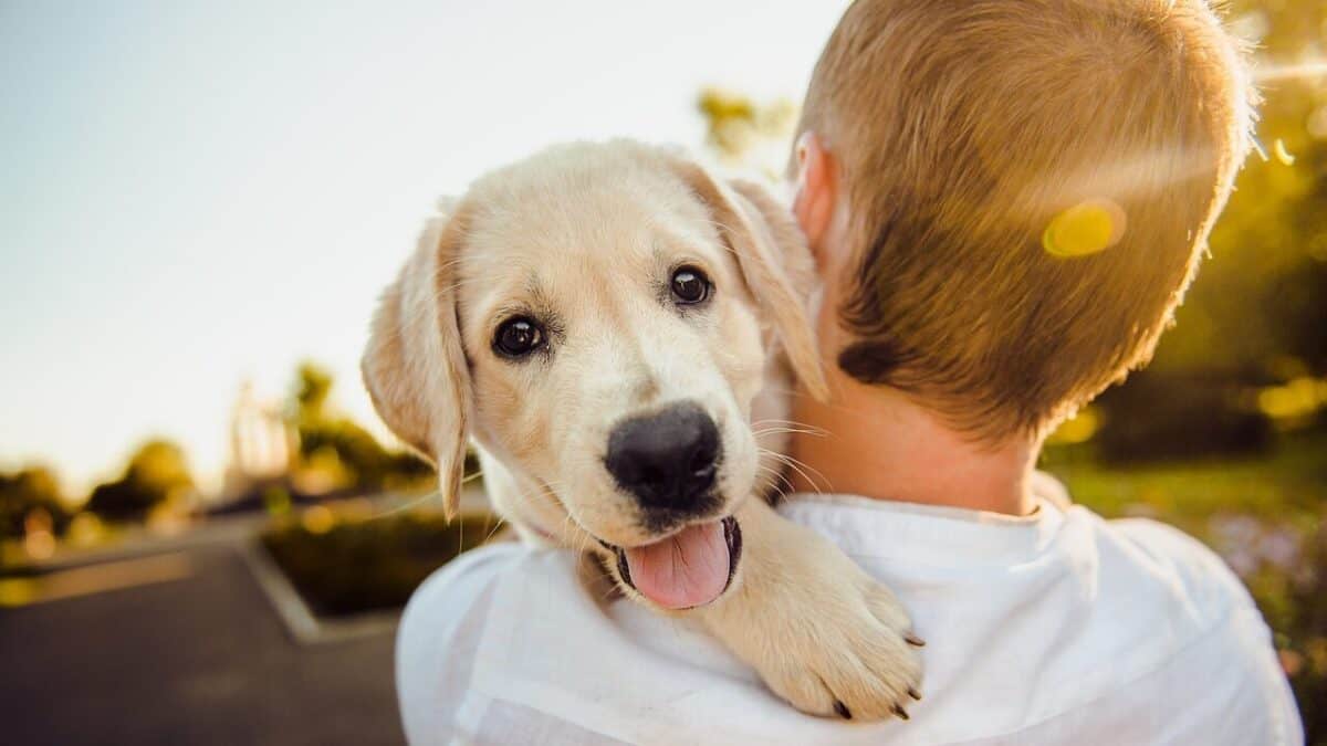 Happy puppy dog on owner's shoulder.