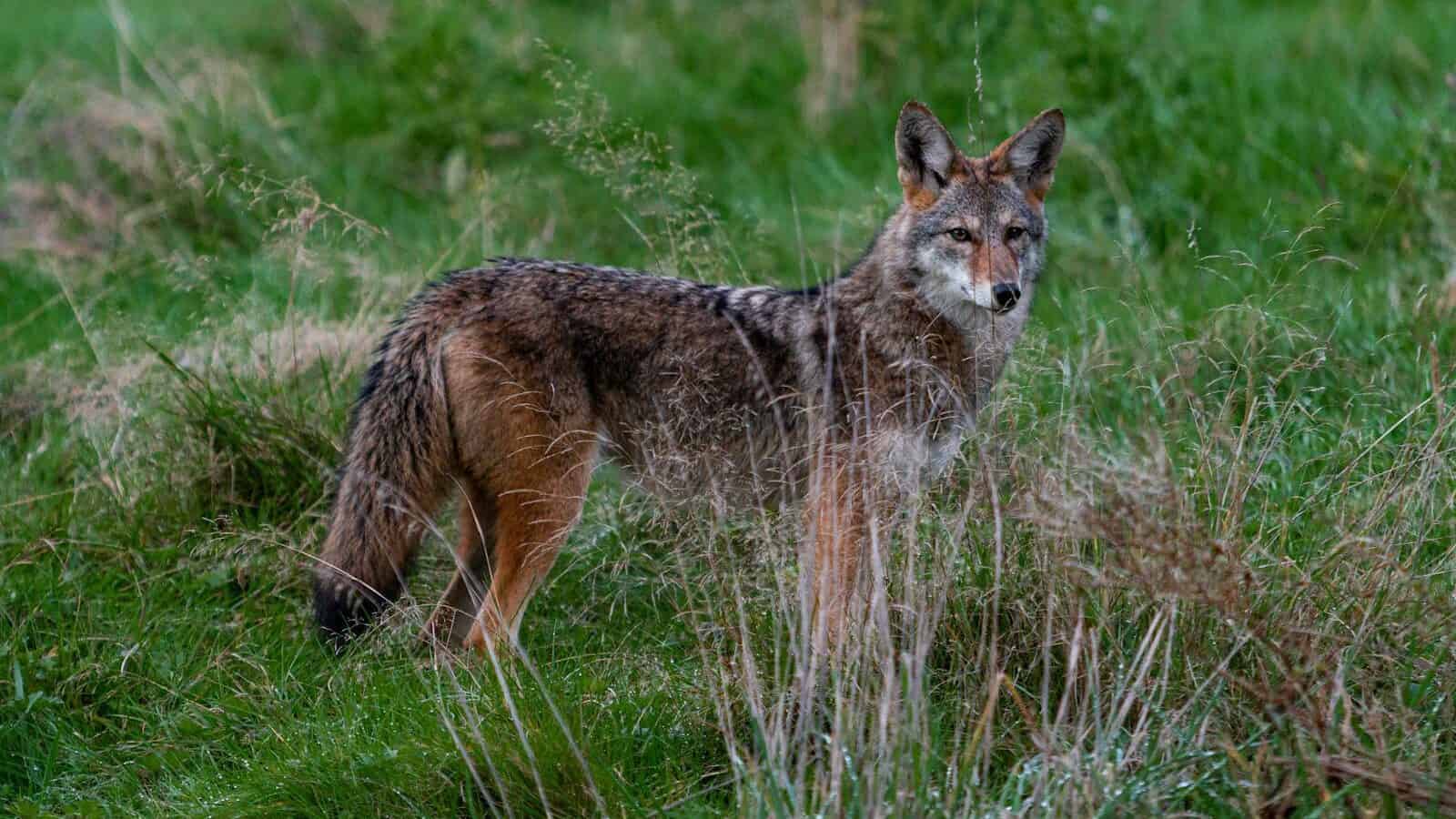 animal standing on grass during day
