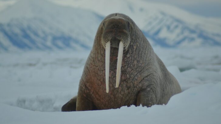 Why Walruses Use Their Tusks to Climb Ice
