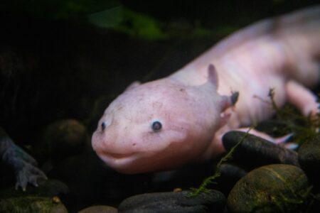 What Happens When an Axolotl Loses a Limb (Spoiler: It Grows Back!)