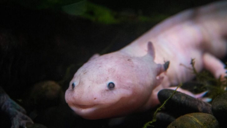Why Axolotls Never Grow Up—The Science of Neoteny