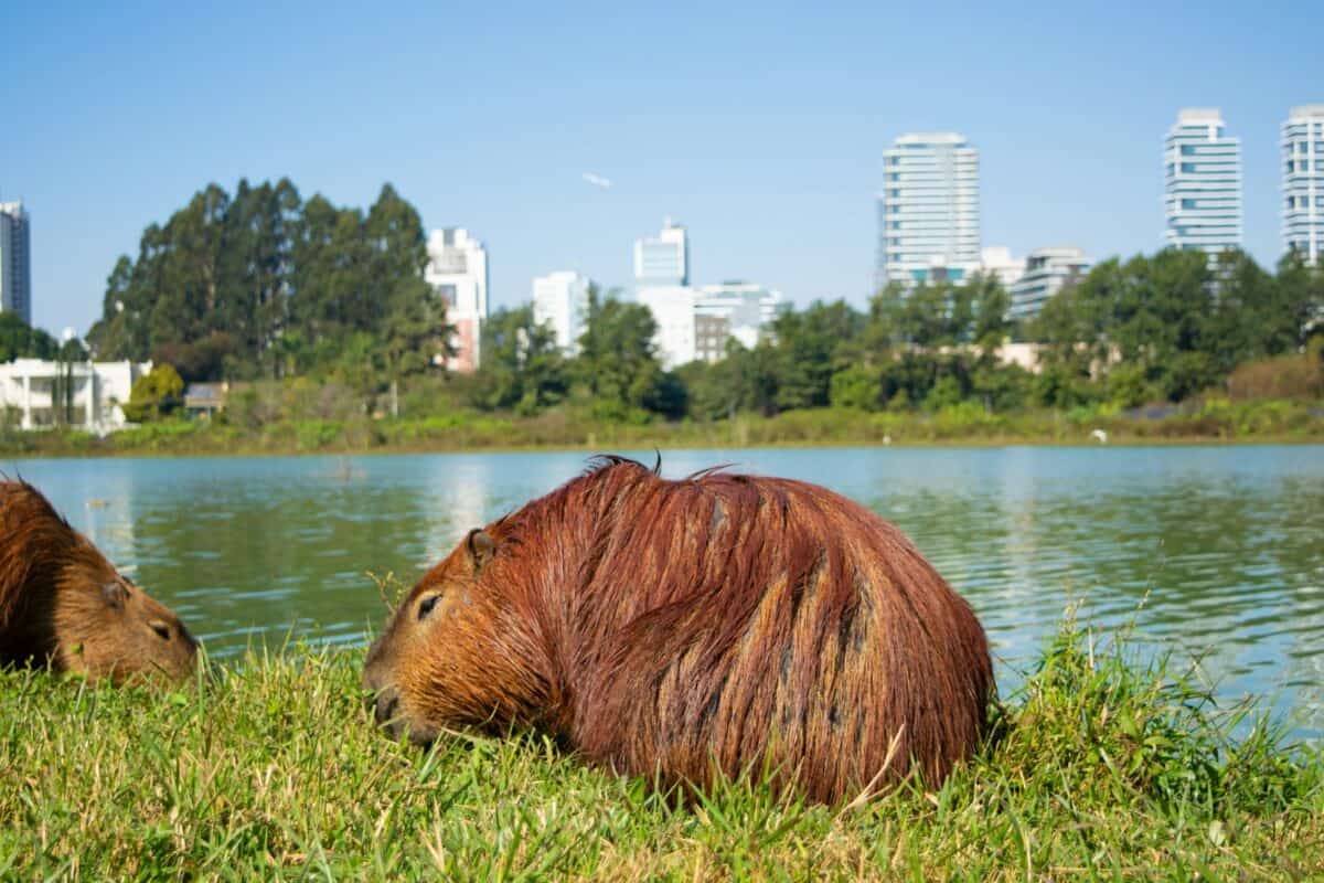 a couple of animals that are sitting in the grass