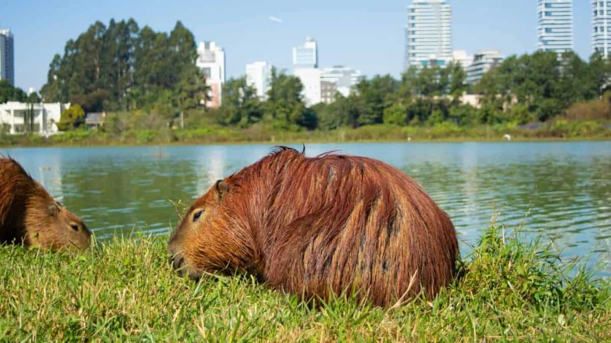 a couple of animals that are sitting in the grass